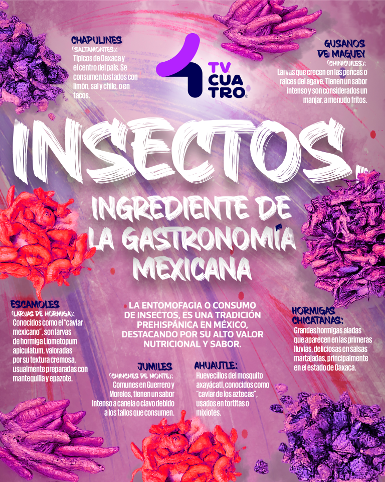 INSECTOS